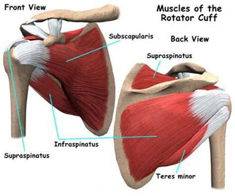 The muscles and tendons of the rotator cuff form a sleeve around the anterior, superior, and posterior humeral head and glenoid cavity of the shoulder by compressing the glenohumeral joint. Rotator Cuff Tears « Dr. Samuel D Carter, MD
