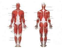 A chest muscle that pulls the arm in towards the body. Image result for muscles to label | Human muscular system ...