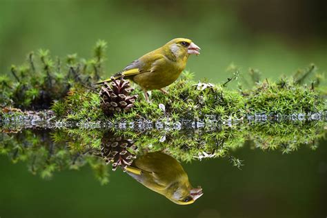 Nature And Wildlife Photography Lenses Nikon