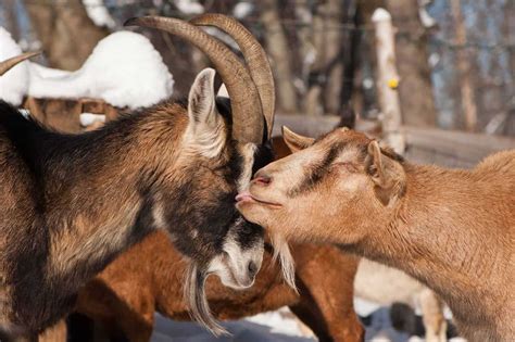 7 Dairy Goat Breeds That Make The Best Homestead Milking Goat Outdoor
