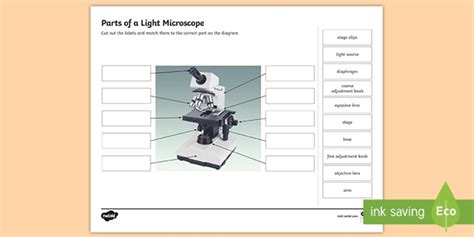 Parts Of A Light Microscope Activity Labeling Task