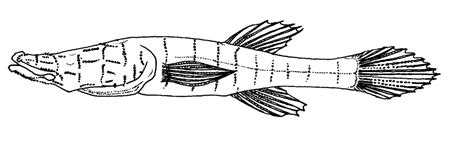 Pandaka Pygmaea Drawing