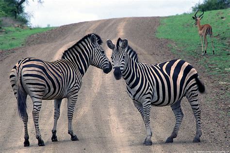 So where do zebras live? Animals in the Savanna(Zebras) | Africanenvironment's Weblog