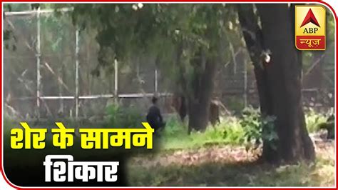 Man Jumps Into Lion Enclosure At Delhi Zoo Rescued News 7 Abp