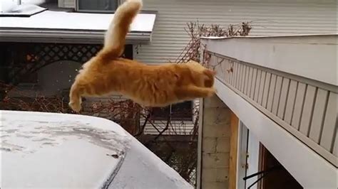 Funny Cats Jump Fail Compilation Youtube