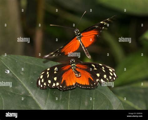 Tiger Mating Not Insect Not Shark Hi Res Stock Photography And Images