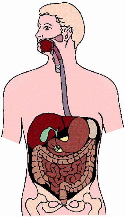 Digestive System Diagram Unlabeled Labeled Clip Circulatory