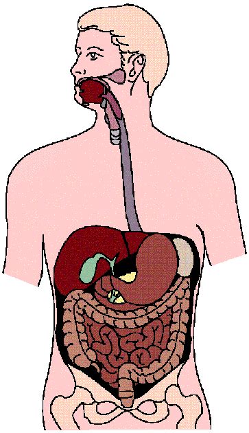 How to set use digestive system clipart. Digestive System Clip Art - Cliparts.co