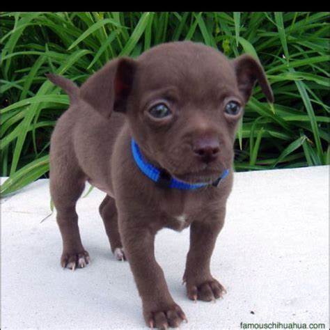 Chocolate Chihuahua Omg I Want This Puppy Teacup Chihuahua Puppies