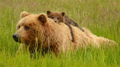 Bear Moms Use Human Shields To Protect Cubs From Infanticidal Males