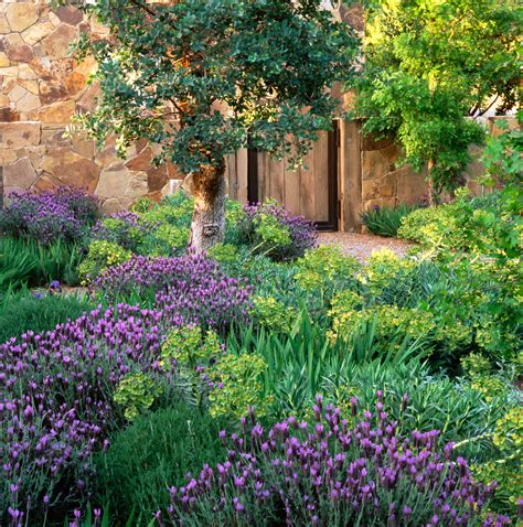 Top 50 Water Wise Plants Sunset Magazine