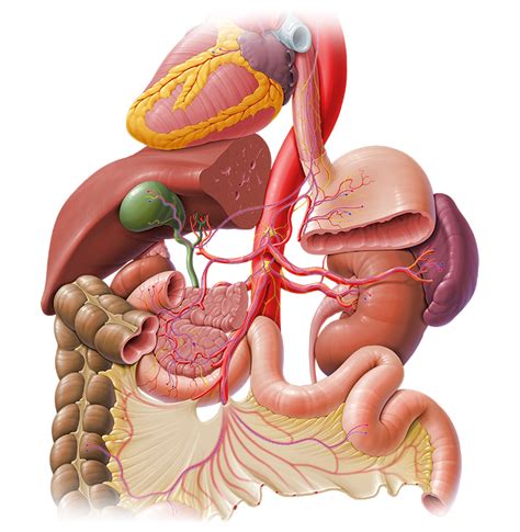 Der körper wird nach definierten systemen das lymphsystem des menschen, 24 x 34 cm, papier: Überblick über die Organsysteme (Anatomie) - Lernhilfe | Kenhub