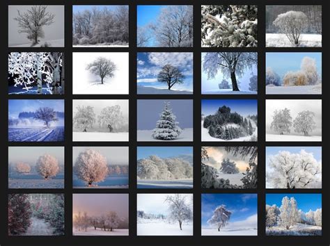 200 Snow Trees Photoshop Overlays Digital Textures Etsy