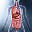 Human Internal Organs Artwork  Stock Image F008/7706 Science