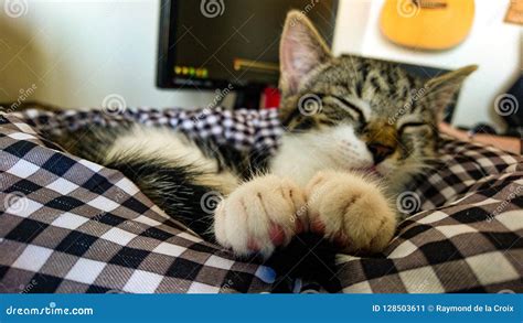 Cat Sleeping With Her Cute Paws Up Front Stock Image Image Of Focus