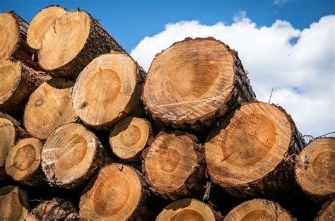 Largest Wood Producing Countries 2020 Largest Wood Exporters And Importers