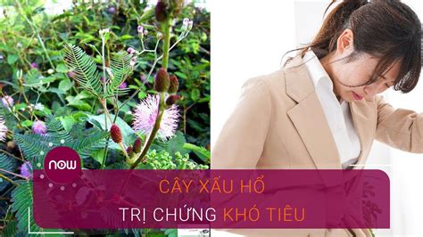 Cây Xấu Hổ Thuốc Tốt Trị Khó Tiêu Vtc Now Khám Phá 360