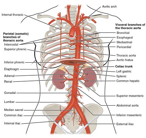 Pgme Medical Notes Arterial Tree Blood Supply To Human Body