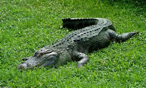The American Alligator Few Facts And Photographs The Wildlife