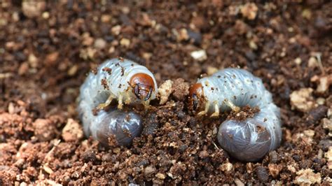What Is A Grub Worm And How To Control Them Sod Solutions