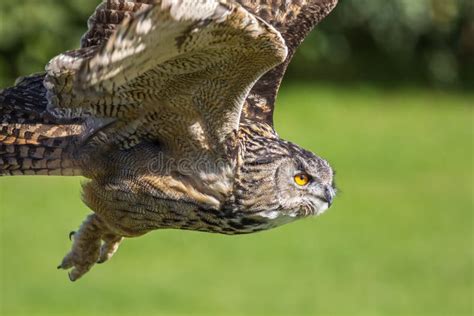 Eagle Owl Bird Of Prey Hunting In Flight Eagle Owl Bubo Bubo Stock