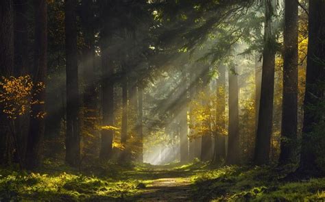 Sun Rays Morning Forest Path Mist Nature Landscape