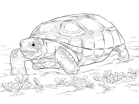 Get your crayons out and get busy coloring these zoo animals. Zoo Animals Coloring Pages - Best Coloring Pages For Kids