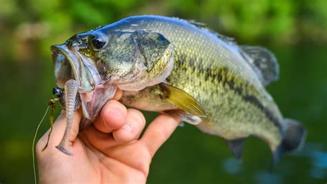 How To Catch Pre Spawn Bass Get Fishing