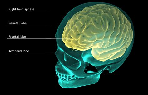 Several problems in understanding executive functions and their relationships to the frontal lobes are discussed. Parietal Lobes Function and Brain Anatomy
