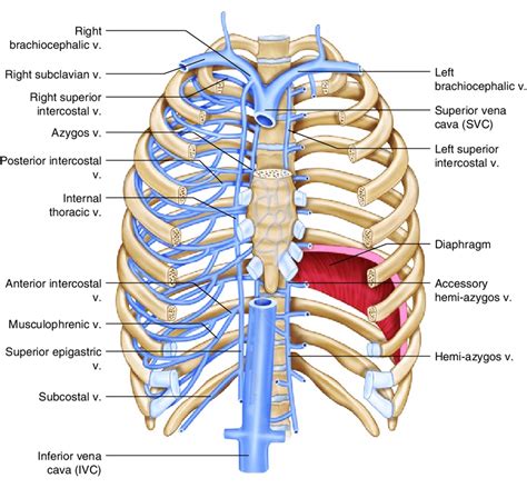 12 Overview Of The Thoracic Venous Circulation Download Scientific