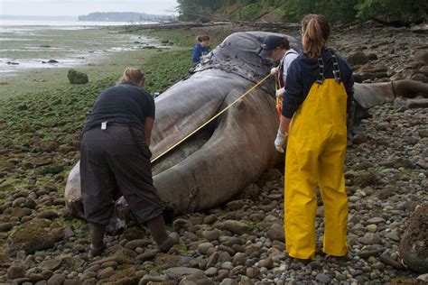 Climate Change Thousands Of Gray Whales Dying No Place To Rot