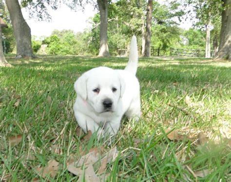 Many do not do the necessary hip, elbow and eye testing. 6S Ranch - Lab Puppies AKC White ENGLISH Lab Puppies ...