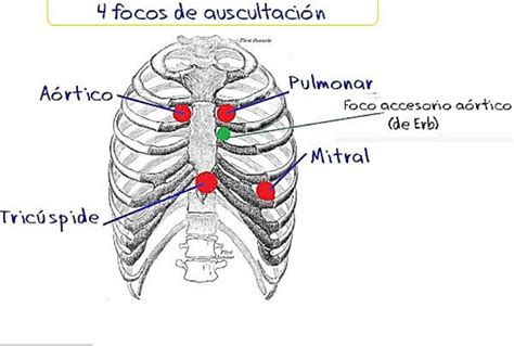 Apunte Corazón Anatomia Normal Medicina UNC Filadd