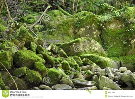 Green Mossy Stones Stock Image Image Of Grunge Green 43911085