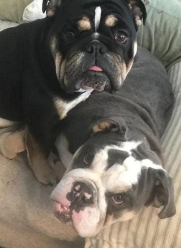 Find english bulldogs puppies & dogs for sale uk at the uk's largest independent free classifieds site. English Bulldog Puppy for Sale - Adoption, Rescue for Sale in Rochester, New York Classified ...