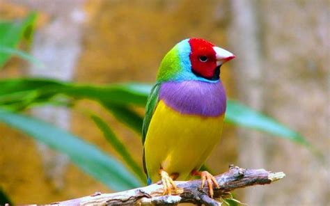 Imagenes De Aves Exoticas Para Fondo De Pantalla Pet Birds Bird