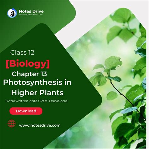 Photosynthesis In Higher Plants Notes For Class Biology Pdf Oneedu My
