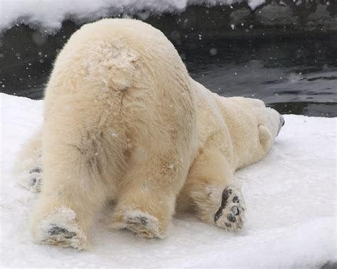 Polar Bear Anatomy And Physiology Everything You Need To Know