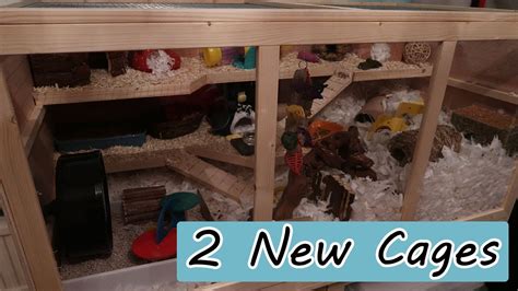 My 2 New Hamster Cages Youtube