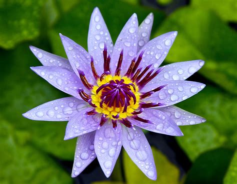 Purple Water Lily Photograph By Venetia Featherstone Witty