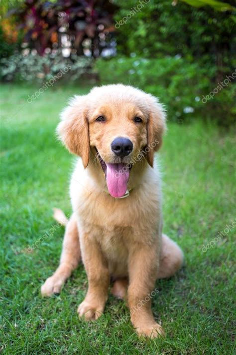 Your little one is half a year old. Golden Retriever 6 month old puppy — Stock Photo © pornchai7 #78247080