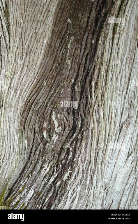 Cedar Tree Bark Stock Photo Alamy