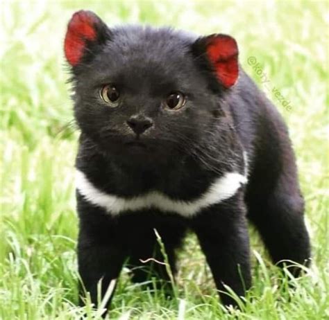 Tasmanian Devil Cat Rpics