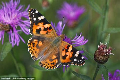 3 Incredible Butterfly Migrations Australian Butterfly Sanctuary