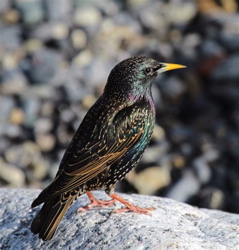 Starling 1 Irish Garden Birds