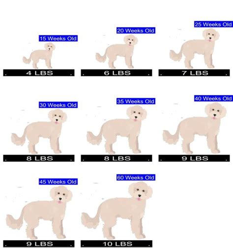 Maltipoo Growth Chart Maltipoo Weight Calculator