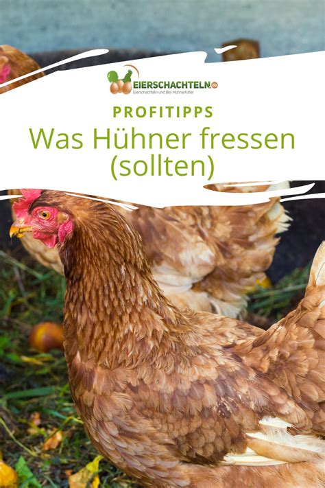C'est le point de bascule de la rencontre. Was Huhn frisst - und was besser nicht! | Hühner futter ...