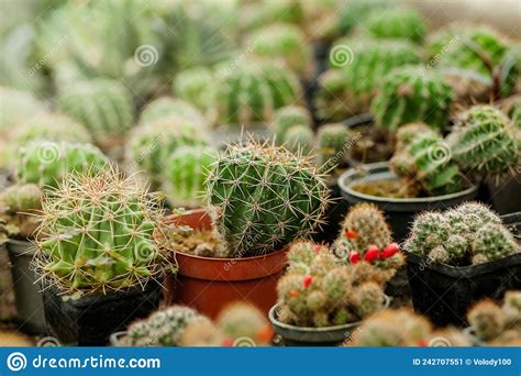 Collection Of Cactus Plants In Pots Small Ornamental Plant Selective