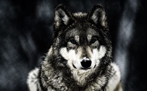 Subscribe to our weekly wallpaper newsletter and receive the week's top 10 most downloaded wallpapers. wolf, Animals, Wildlife Wallpapers HD / Desktop and Mobile ...