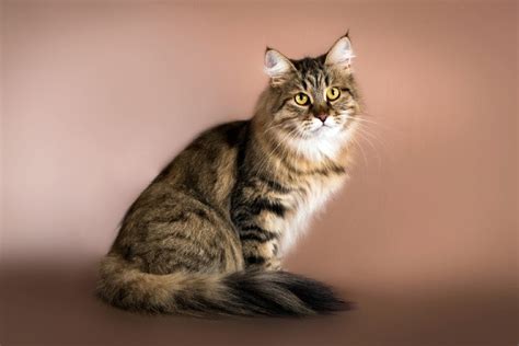 Siberian Cat Breed Info Pictures Care Traits Facts Hepper